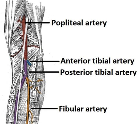 Peripheral And Visceral Artery Aneurysms Teachmesurgery