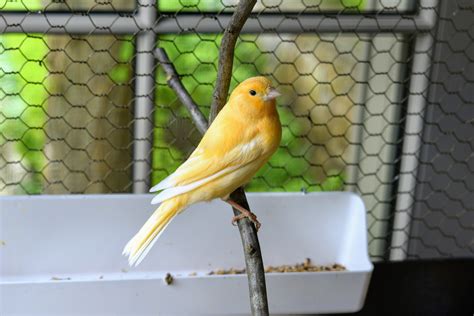 Checking On My Beautiful Canaries The Martha Stewart Blog