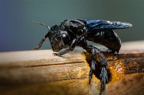 How To Deal With A Carpenter Bee Infestation Wasp Control Services