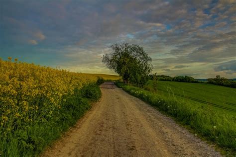 Wallpaper Dirt Road Trees Green Grass Free Pictures On Fonwall
