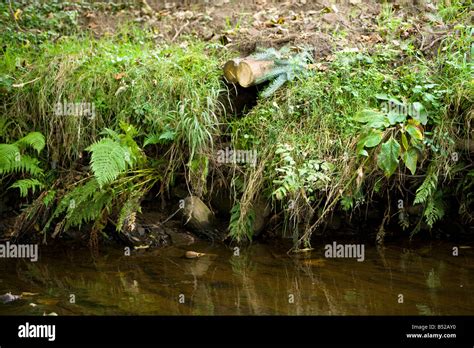 Artificial Otter Holt Constructed By A Farmer Stock Photo Alamy