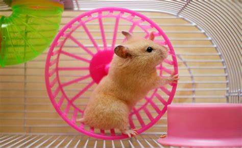 How To Choose The Correct Wheel For Your Hamster Size Type Pros And