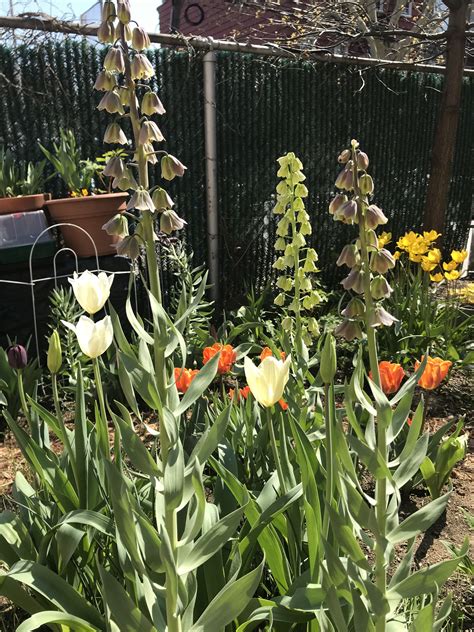 Tulip ‘white Triumphator Fritillaria Persica ‘green Dreams And