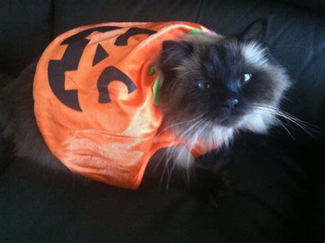 Printable Ragdoll Cat Halloween Costumes