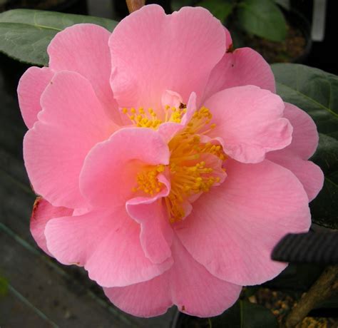 Camellia X Pink Icicle Shade Garden Shade Plants Pink Flowers