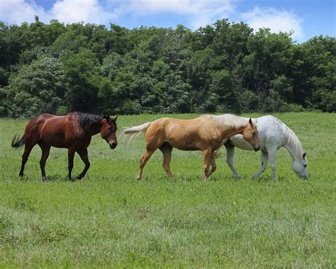 Free Three Beautiful Horses Walking In A Pasture Stock Photo