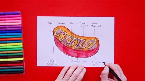 How To Draw Mitochondria YouTube