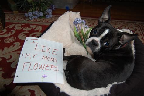 Dog Shaming Boston Terrier Dog Shaming Boston Terriers Scully Dogs