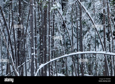 Winter Forest Rogue Umpqua National Scenic Byway Umpqua National