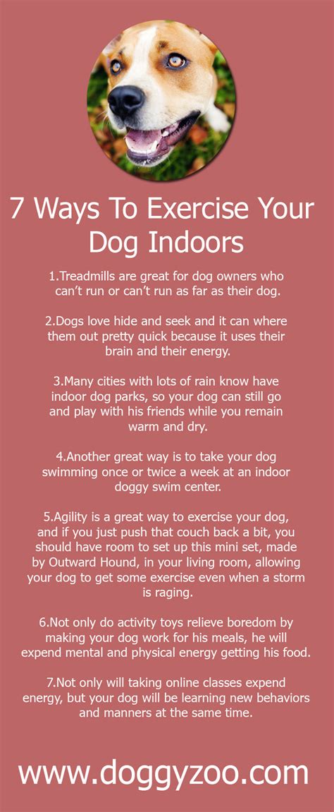 7 Ways To Exercise Your Dog Indoors