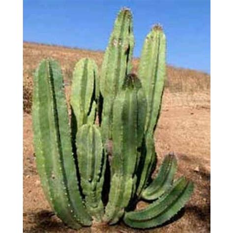 — choose a quantity of cactus seeds philippines. Buy Lophocereus/Pachycereus Schottii Seeds - Rarexoticseeds