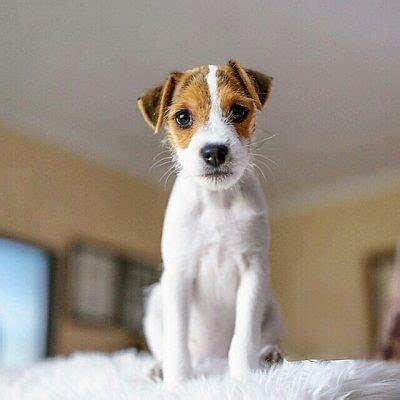 Find puppies and breeders in your area and helpful information. Buy Jack Russell Terrier Puppies Online - Teacup Pups For Sale