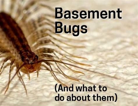 Basement Insect Identification Bugs Living In Your Basement With