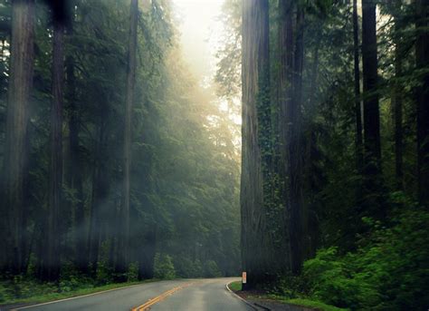 Driving Through Towering Redwoods Flickr Photo Sharing
