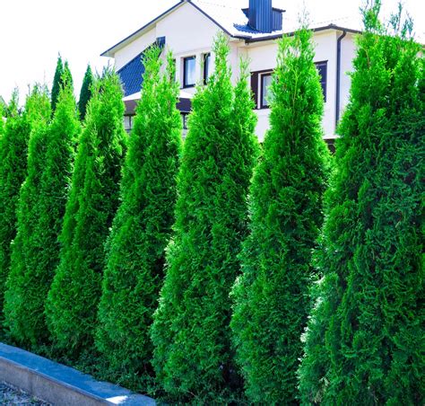 American Pillar Arborvitae For Sale Buying And Growing Guide