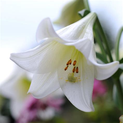 Buy Easter Lily Bulb Lilium Lonlorum White Heaven Pbr £199