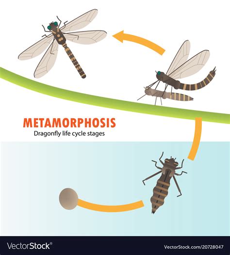Dragonfly life cycle metamorphosis Royalty Free Vector Image