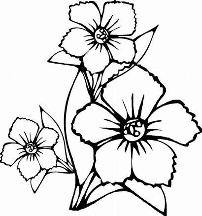Coloring Pages Flower Jasmine Popular