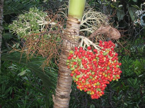Seed Pod On A Palm Tree Pmazurk716 Flickr