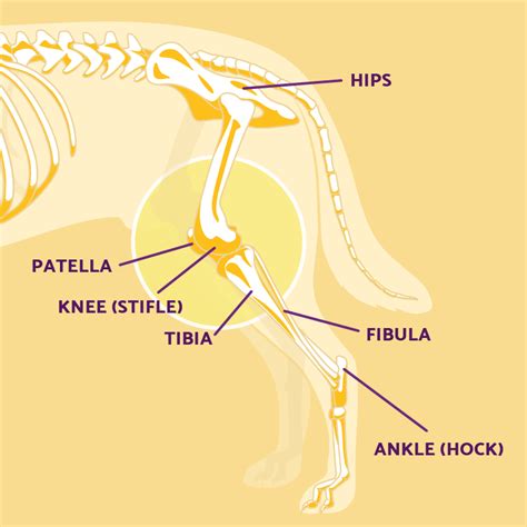 Dog Leg Anatomy In Human Speak Ortho Dog