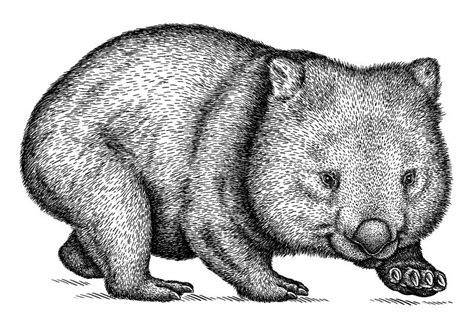Black And White Engrave Isolated Wombat Illustration Stock Illustration