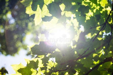 Sun Peeks Between The Leaves Of A Maple Tree Stock Photo Image Of