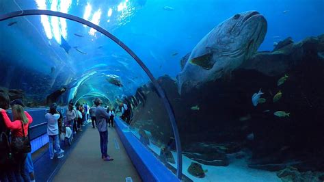 Atlanta Aquarium Youtube