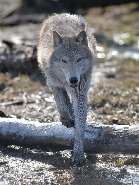 Gray Wolf Stalking Flatlandphoto Dewan Flickr