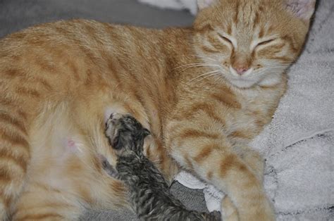 Pengganti susu untuk anak kucing akan membantu menyelesaikan masalah ini. 13 Susu yang Sesuai untuk Anak Kucing Baru Lahir Beserta ...