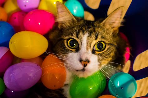 Happy Belated Easter From My Legged Cat Ash Cute Cats Hq Pictures Of Cute Cats And Kittens