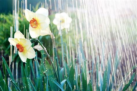 544 April Showers Stock Photos Free And Royalty Free Stock Photos From