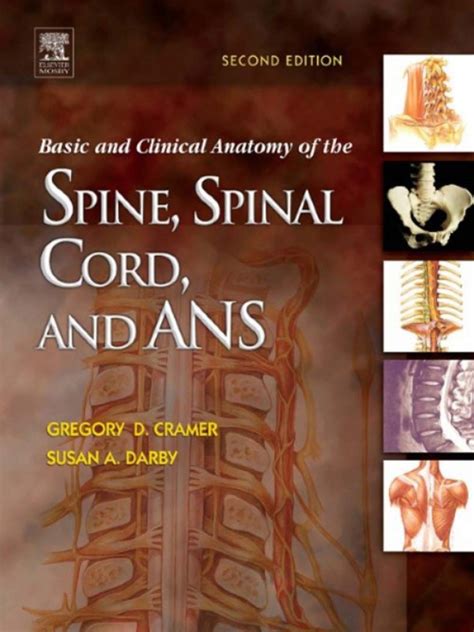 Basic And Clinical Anatomy Of The Spine Spinal Cord And Ans Ebook