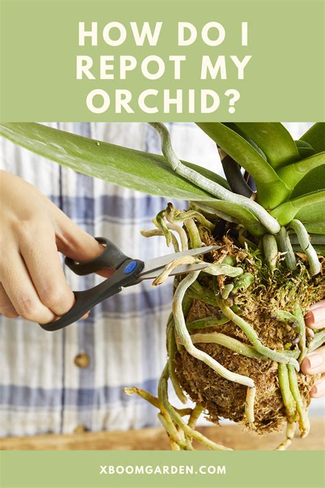 How To Repot An Orchid Your Orchid Is Outgrowing Its Tiny Pot Now
