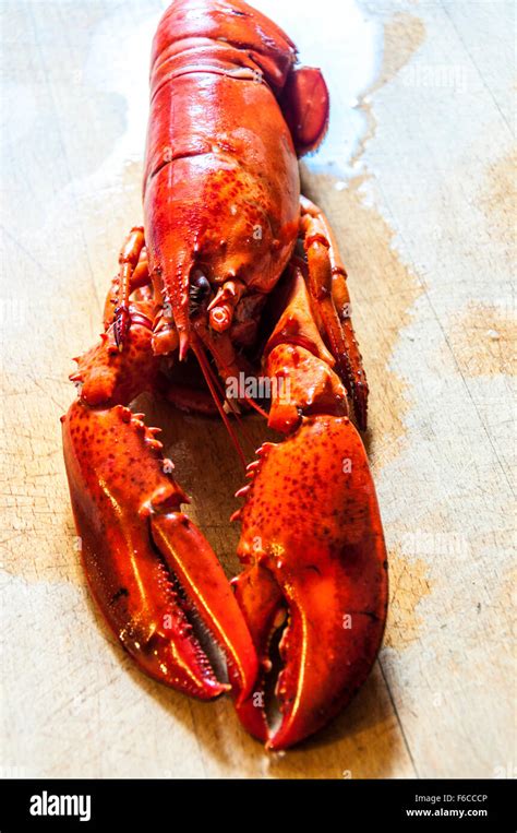 Cooked Clawed Lobster From North Atlantic Ocean Stock Photo Alamy