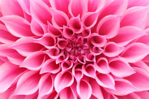 Abstract Closeupmacro Of Pink Dahlia Flower With Pretty Petals