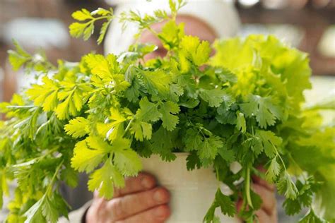 Learn How To Plant And Grow Cilantro Coriander