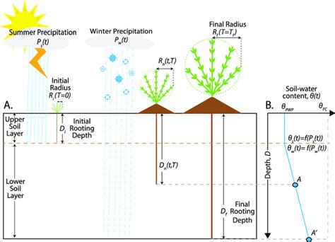 Conceptual Model Linking Desert Soil Hydrology To Shrub Ecology Soil