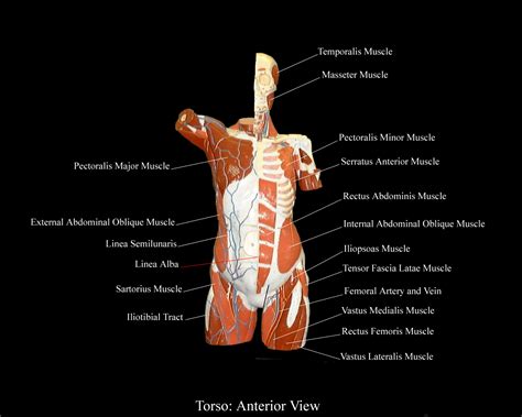 Muscles Of Torso Labeled Activity Examining The Human Torso Model My XXX Hot Girl