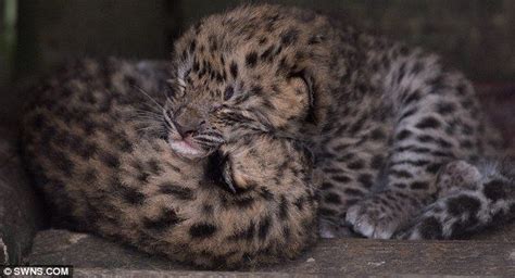 Can You Spot The Difference Rare Twin Amur Leopards Are Born At A