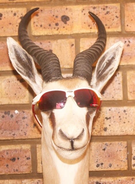 Wordless Wednesday Cool As A Springbok The Shaved Soapbox