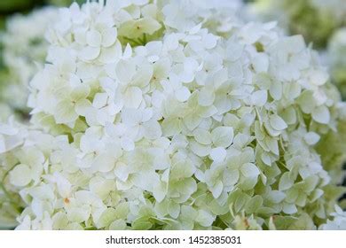 White Hydrangea Arborescens Annabelle After Blooming Stock Photo