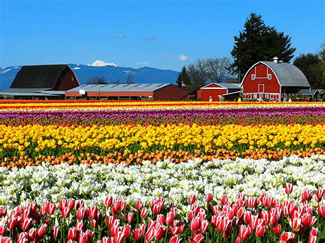 Tulip Town Skagit Valley Tulip Fields Skagit Valley Wonders Of The