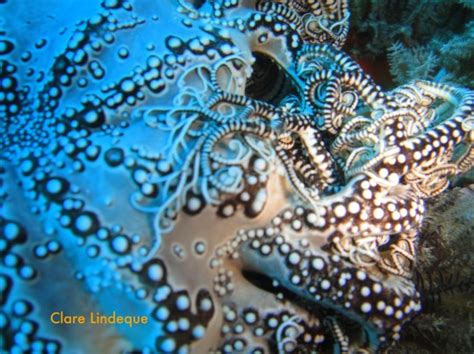 Sea Life Basket Stars Up Close Learn To Dive Today Blog