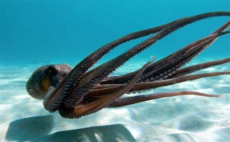 10 Crazy Facts About Octopuses You Probably Dont Know