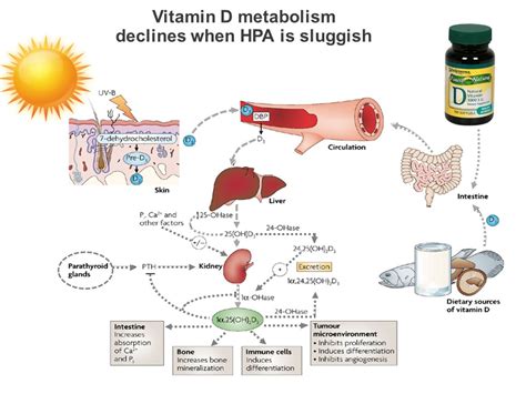 Understanding vitamin d metabolism & function. Focus on Brain Health - Quantum Leap Wellness