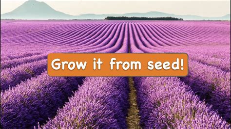 How To Grow Lavender From Seeds At Home Youtube