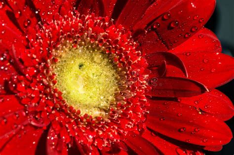 Beautiful Red Flower Close Up Background Bright Red Gerbera With Dew