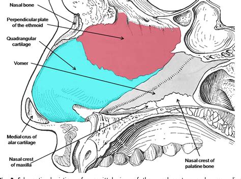 Nasal Septum Anatomy Anatomy Diagram Book
