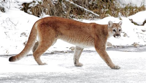 Cougar On The Prowl Photograph By Athena Mckinzie Fine Art America