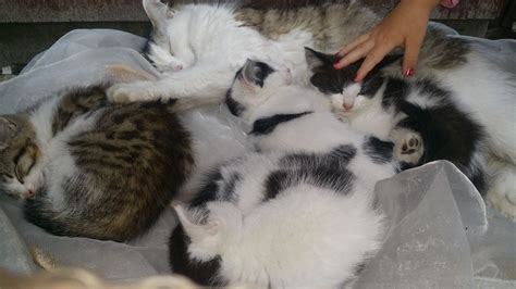 Maine Coon Mix Persian Kittens Ilford Essex Pets4homes